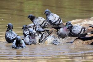 A view of pigeons bathing in rainwater on a road in Latifabad