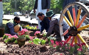 CBD workers are busy planting flowers on a green belt for the beatification drive near the Scheme 3 area