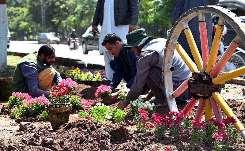 CBD workers are busy planting flowers on a green belt for the beatification drive near the Scheme 3 area
