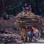 A man loads gathered firewood onto a motorcycle while a child looks on nearby, as people collect fallen branches for domestic use such as cooking or heating