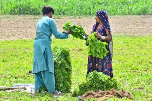 A farmer is busy ploughing his field with the help of bulls in the Tando Jam area