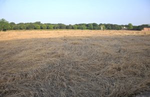 A wheat crop lies flattened in the field after heavy rainfall and hailstorm caused significant damage to standing crops, raising concerns among farmers.