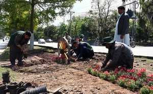 CBD workers are busy planting flowers on a green belt for the beatification drive near the Scheme 3 area