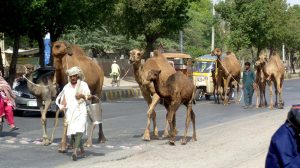 A camel owner leads his camel while selling fresh camel milk on the way to grazing fields on the outskirts of the city.
