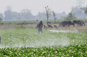 A farmer sprays pesticides on a lush green crop field while livestock graze in the background in a rural area.