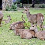 A herd of deer rests and roams freely in its natural habitat at Margalla Hills National Park in the federal capital