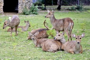 A herd of deer rests and roams freely in its natural habitat at Margalla Hills National Park in the federal capital