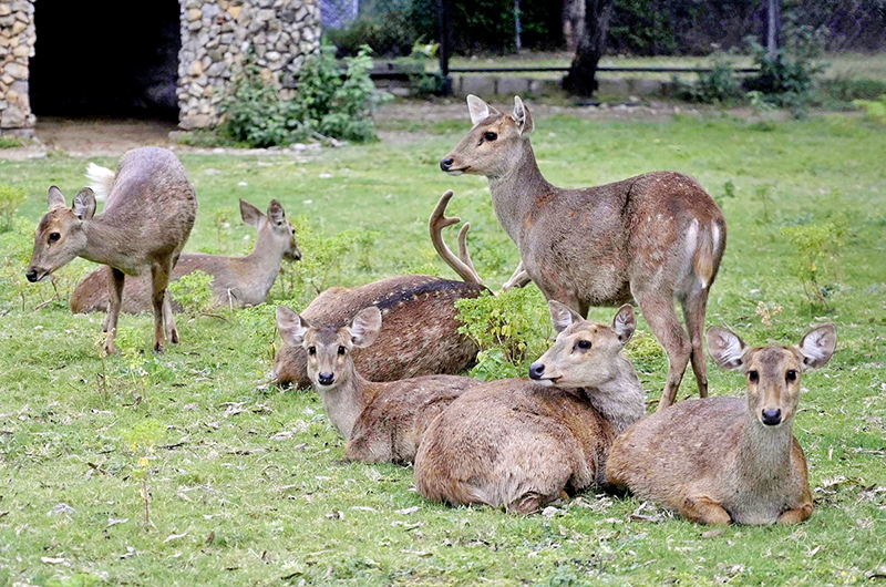 A herd of deer rests and roams freely in its natural habitat at Margalla Hills National Park in the federal capital