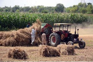 Farmers thresh bundles of wheat using a threshing machine in fields during the harvest season.