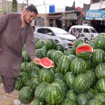 A vendor displays fresh watermelons at a roadside stall, highlighting the arrival of seasonal fruit in local markets