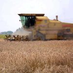 Farmers harvest the wheat crop with a combine harvester machine in their field