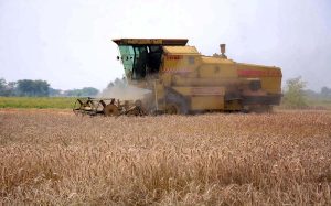 Farmers harvest the wheat crop with a combine harvester machine in their field