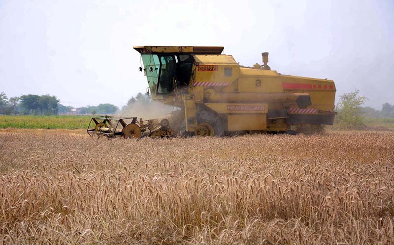 Farmers harvest the wheat crop with a combine harvester machine in their field