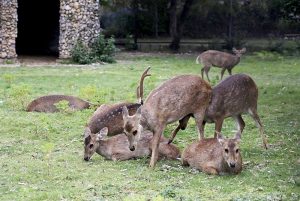 A herd of deer rests and roams freely in its natural habitat at Margalla Hills National Park in the federal capital