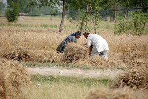 A farmer couple gathers and ties harvested wheat into bundles in their field during the peak harvesting season.