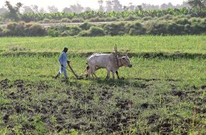 A farmer cultivates his field using bullocks in a traditional farming practice as the world observes International Labour Day.