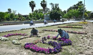 Chaklala Cantt Board (CCB) gardeners are busy in their work at roadside greenbelt.