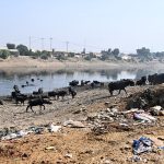 Large number of buffaloes go back after bathing in phuleli canal