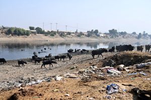 Large number of buffaloes go back after bathing in phuleli canal