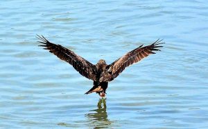 A view of an eagle picking a piece of meat from the water at Channel Mori Canal.