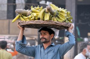 daily wage laborer carries a basket full of bananas on his head during an auction as vendors bid at the fruit market.