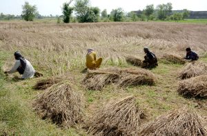 A farmer couple gathers and ties harvested wheat into bundles in their field during the peak harvesting season.