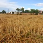 A wheat crop lies flattened in the field after heavy rainfall and hailstorm caused significant damage to standing crops, raising concerns among farmers