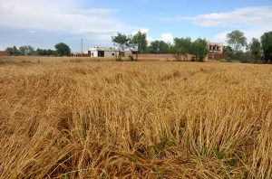 A wheat crop lies flattened in the field after heavy rainfall and hailstorm caused significant damage to standing crops, raising concerns among farmers
