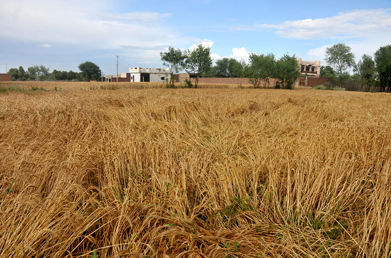 A wheat crop lies flattened in the field after heavy rainfall and hailstorm caused significant damage to standing crops, raising concerns among farmers
