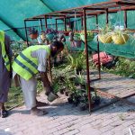 PHA gardeners work in a nursery at Racecourse Park as the authority continues beautifying the provincial capital by adorning across the city with colorful seasonal flowers