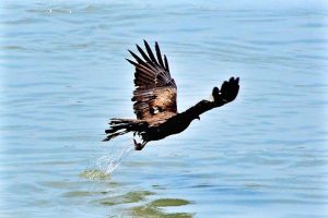A view of an eagle picking a piece of meat from the water at Channel Mori Canal.