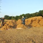 Farmers busy in making bundles of wheat husk for supply to local markets