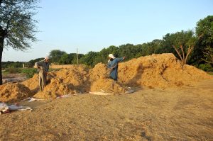 Farmers busy in making bundles of wheat husk for supply to local markets