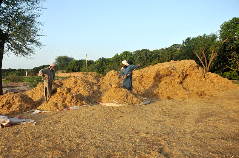 Farmers busy in making bundles of wheat husk for supply to local markets