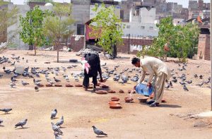 Men pour water into clay bowls for pigeons in an open field, providing relief to the birds from the intense heat and thirst in the rising temperatures.