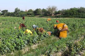 Women farmers are busy with routine work in their field at Bypass.