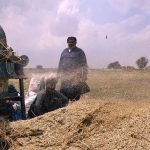 Labourers busy harvesting wheat with a threshing machine in a field area near the bypass