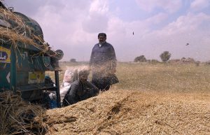 Labourers busy harvesting wheat with a threshing machine in a field area near the bypass