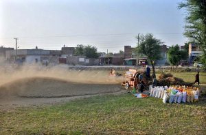 A farming family harvests a ripe wheat crop manually in the field.