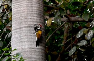 A woodpecker drills into a tree trunk to build its nest, reflecting the rhythm of nature in the area.