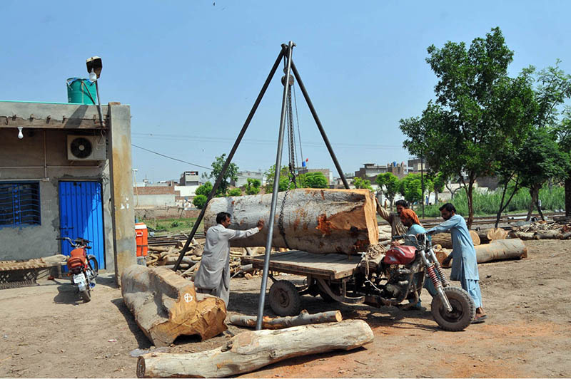 Workers use a simple tripod hoist to lift a large log onto a motorbike trailer at a lumber yard