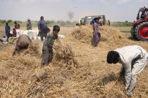 Labourers busy harvesting wheat with a threshing machine in a field area near the bypass