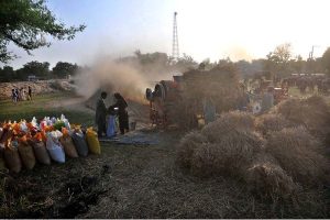 A farming family harvests a ripe wheat crop manually in the field.