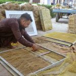 A worker busy preparing ‘khas’ for room-cooler at his workplace