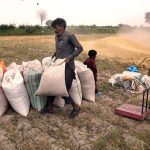 A Labourer arranging wheat sacks after harvesting with threshing machine in field area near bypass