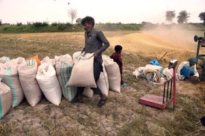 A Labourer arranging wheat sacks after harvesting with threshing machine in field area near bypass