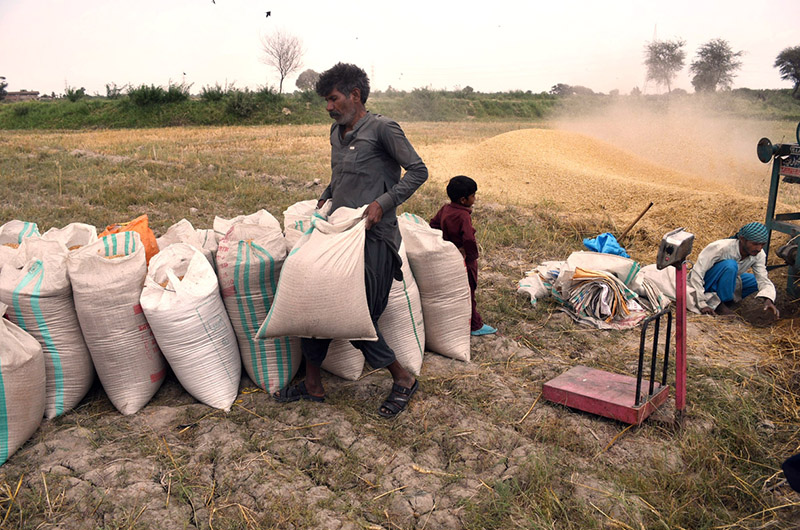 A Labourer arranging wheat sacks after harvesting with threshing machine in field area near bypass