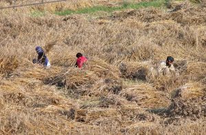 A farming family harvests a ripe wheat crop manually in the field.