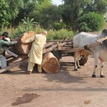 Labourers load heavy timber logs onto a bullock cart at a roadside timber yard, reflecting traditional means of transport and the hard physical work involved