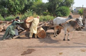 Labourers load heavy timber logs onto a bullock cart at a roadside timber yard, reflecting traditional means of transport and the hard physical work involved
